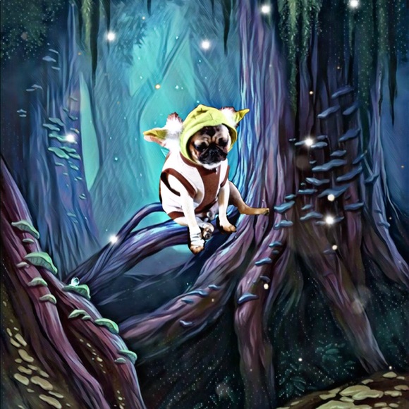 Meet your Posher, Lori - Picture 7 of 8